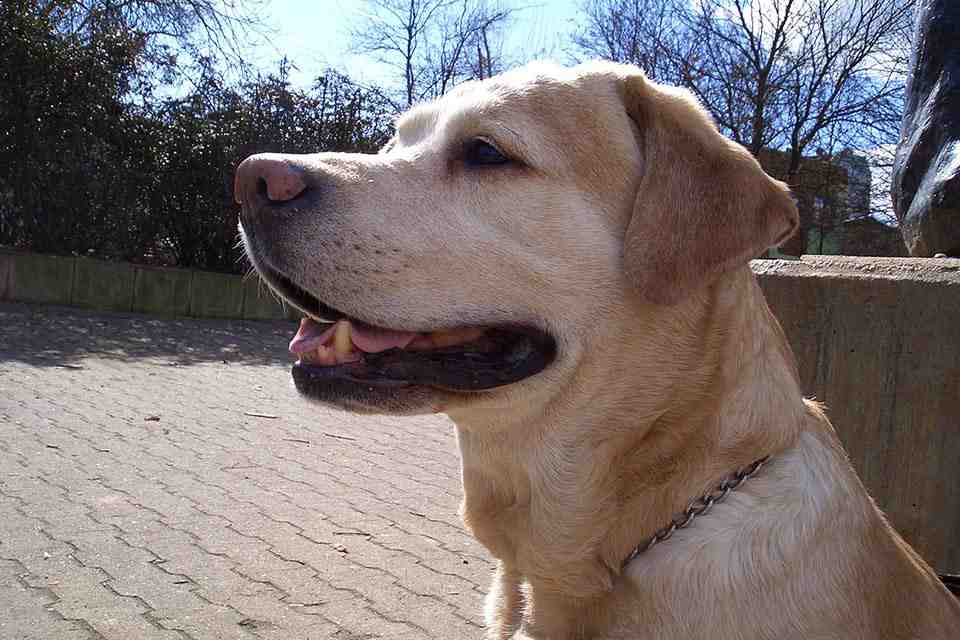 © fuxart - Fotolia.com Labrador